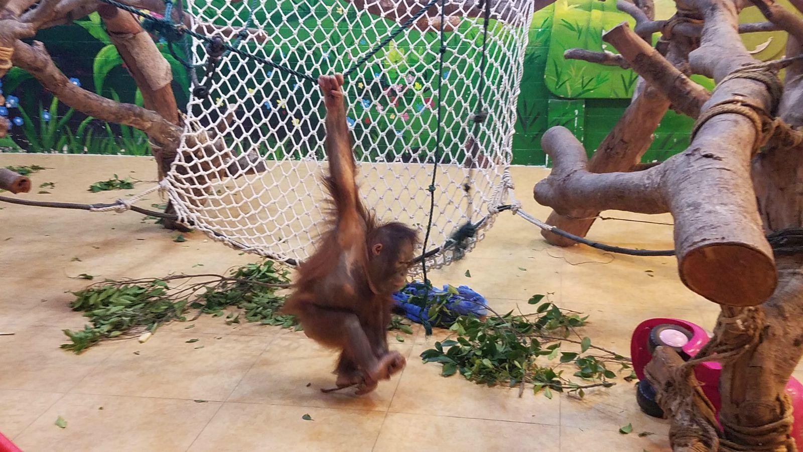 长隆广州野生动物园带娃游玩攻略,一大一小亲子游长隆野生动物园