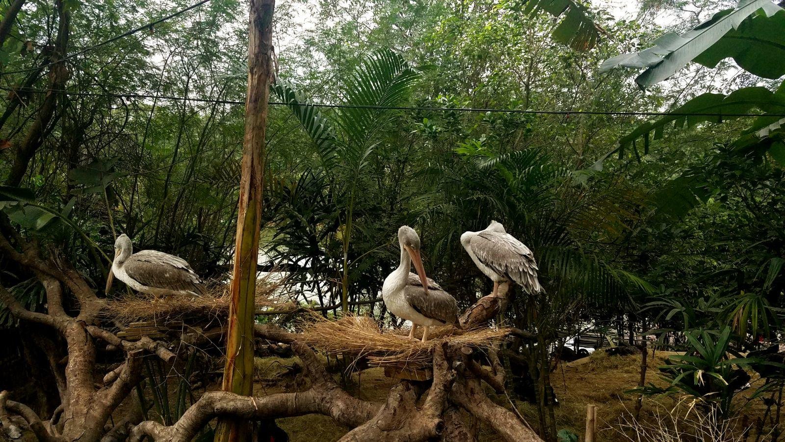 长隆广州野生动物园带娃游玩攻略,一大一小亲子游长隆野生动物园