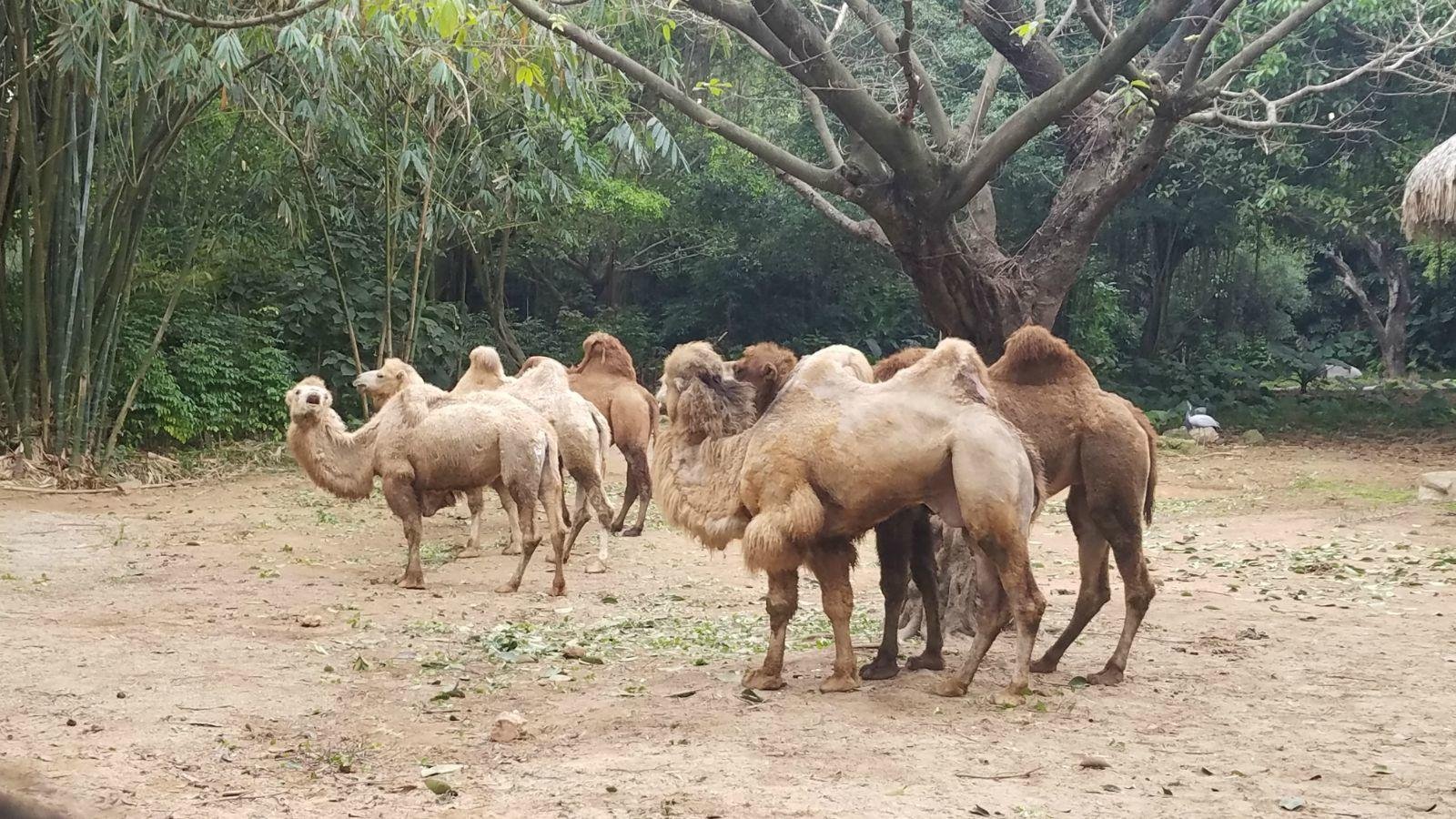 长隆广州野生动物园带娃游玩攻略,一大一小亲子游长隆野生动物园