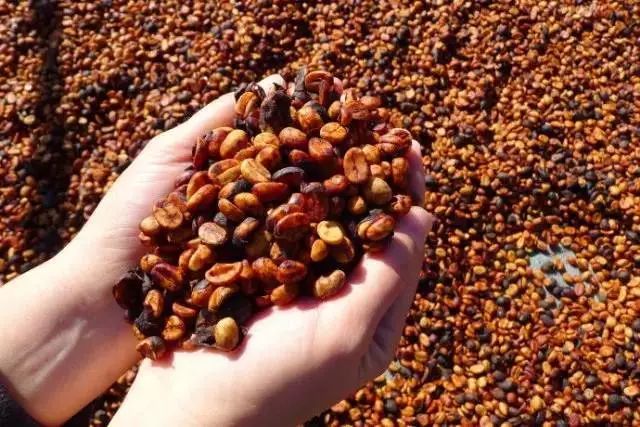 咖啡里最冷的段子,咖啡最冷的段子