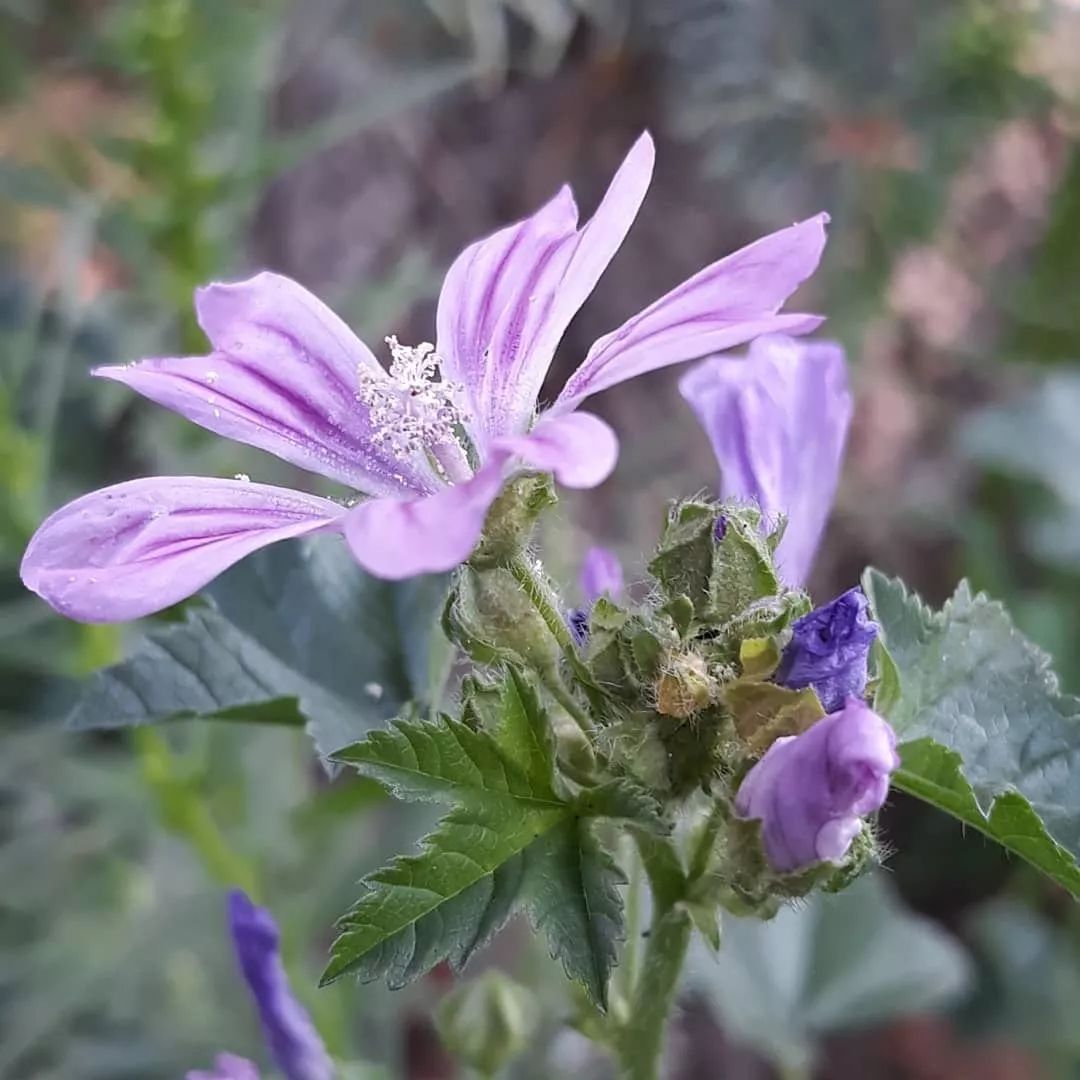 尖货｜一款“液体黄金”，意大利甜蜜时代影星都在用！