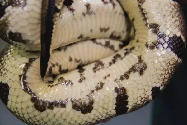 蛇皮还能做什么呢,蛇皮能有啥用