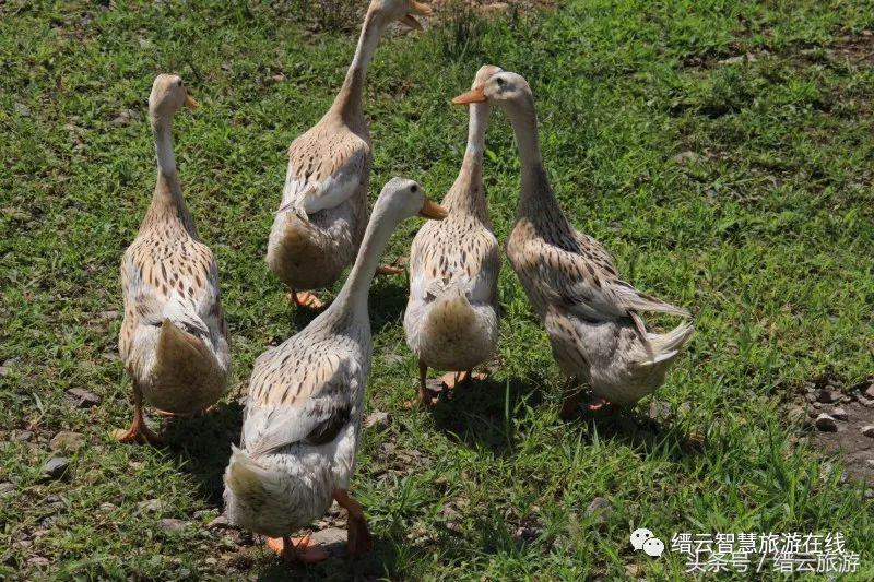 「美文游记征集大赛」No.133光阴缓缓，日子懒懒——在缙云的夏日时光