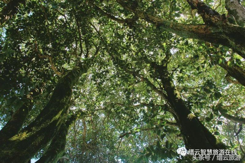 「美文游记征集大赛」No.133光阴缓缓，日子懒懒——在缙云的夏日时光