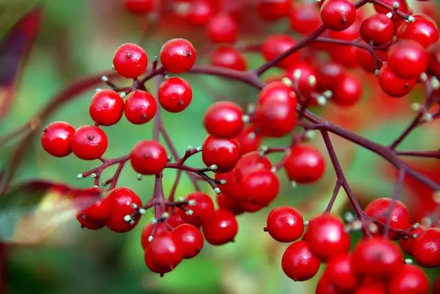 如何领略葡萄酒的魅力,如何品尝葡萄酒的果香