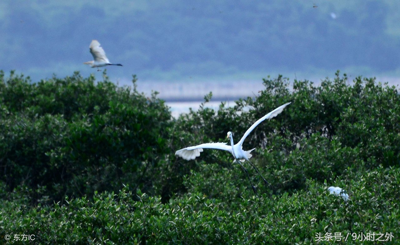 惠州黑排角海岸线,惠州盐洲岛最佳地点