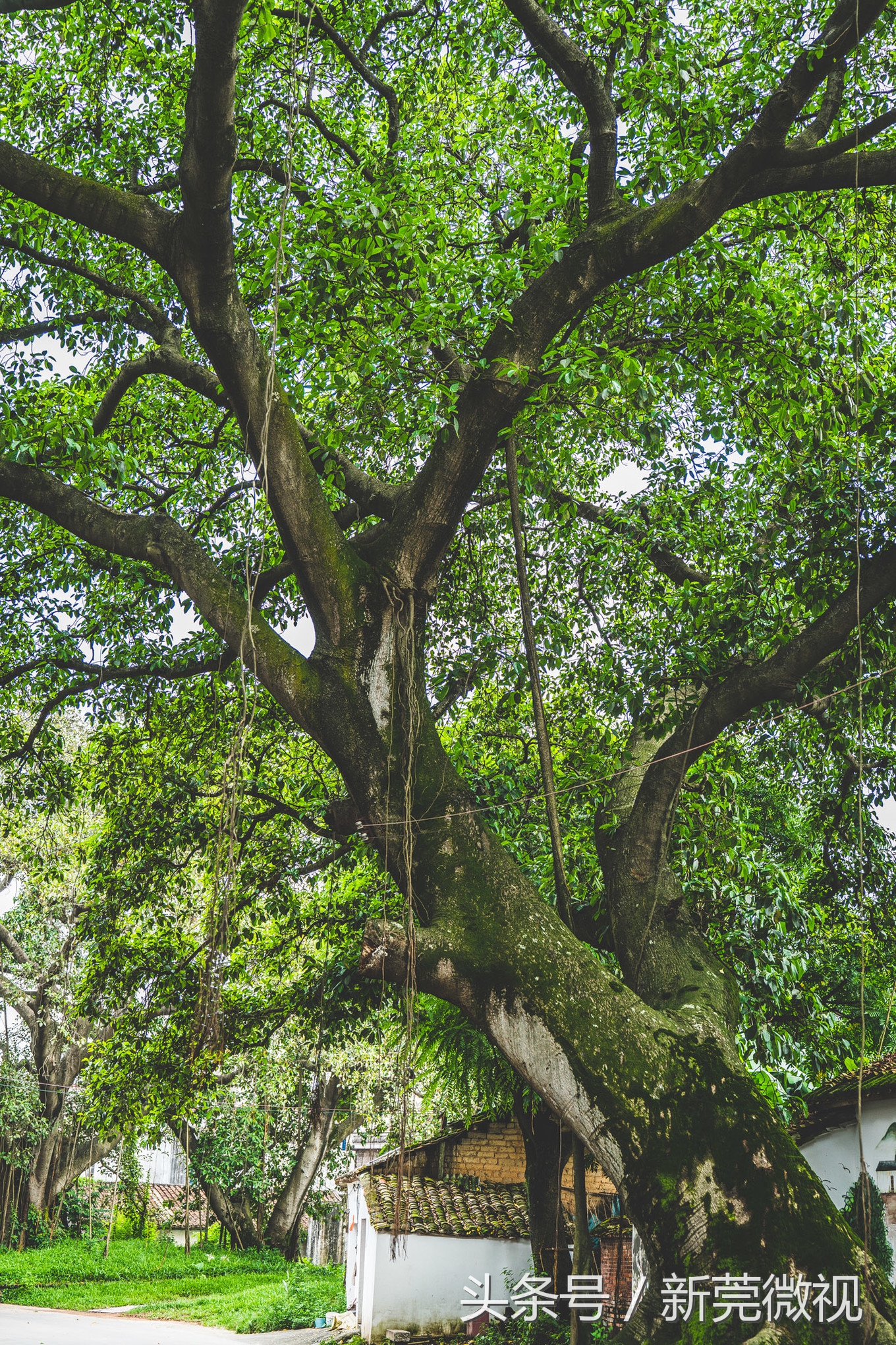 东莞一大古村,东莞具有世界工厂的称号