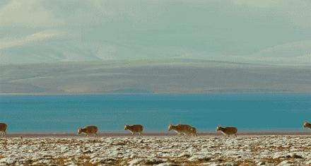 青海为什么频繁发生地震,青海人为什么长得好看