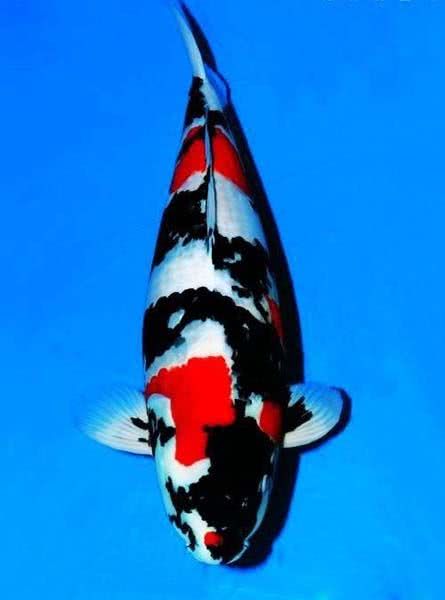 锦鲤在鱼缸里和什么鱼混养,锦鲤在鱼缸里的最佳养殖方法