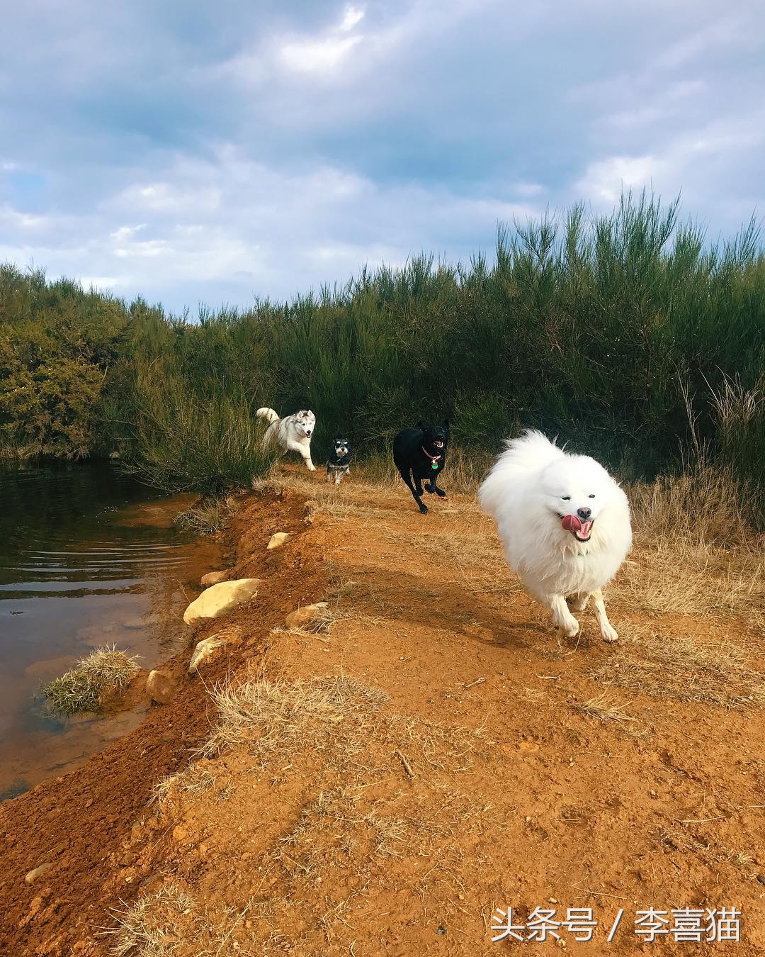 被狗狗咬伤一定要打狂犬疫苗吗？狂犬病的这些小知识需要掌握