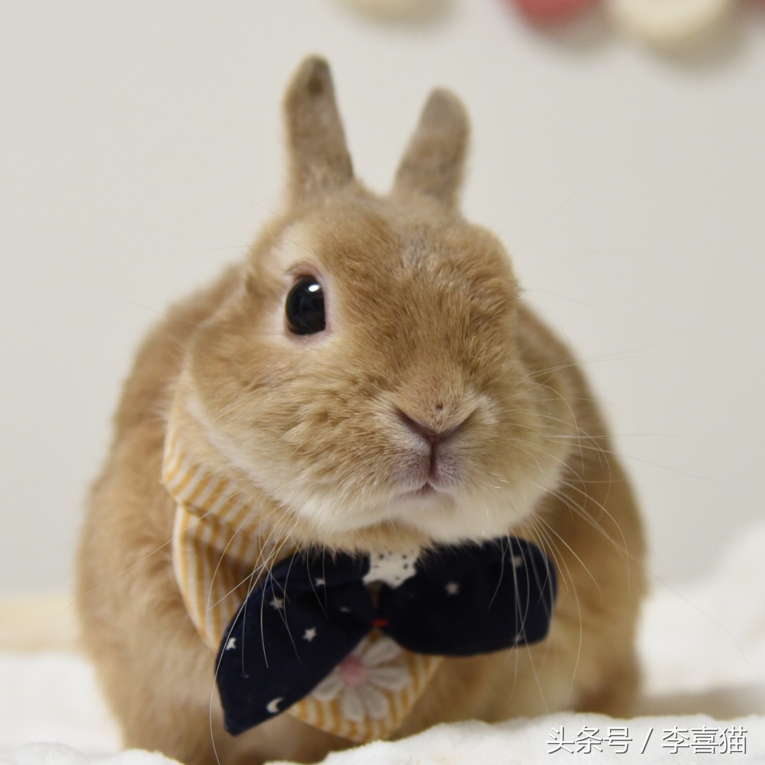 被狗狗咬伤一定要打蛋白么,被狗狗咬伤一定要打狂犬疫苗吗