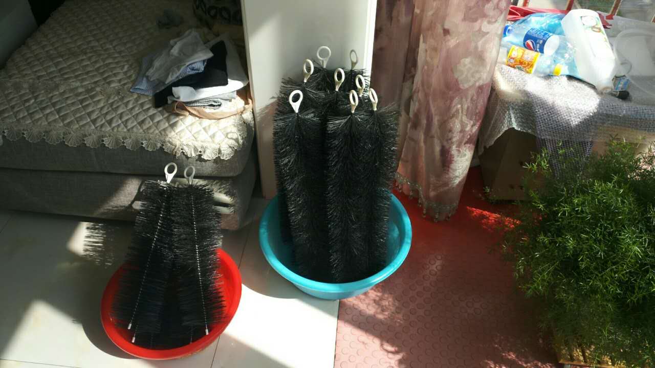 他来自河北小县城,两条锦鲤养了8年