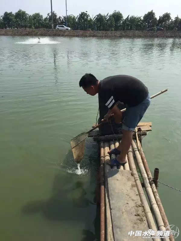 小型养殖泥鳅一亩能赚多少钱,科技苑养泥鳅牛人亩产5000斤