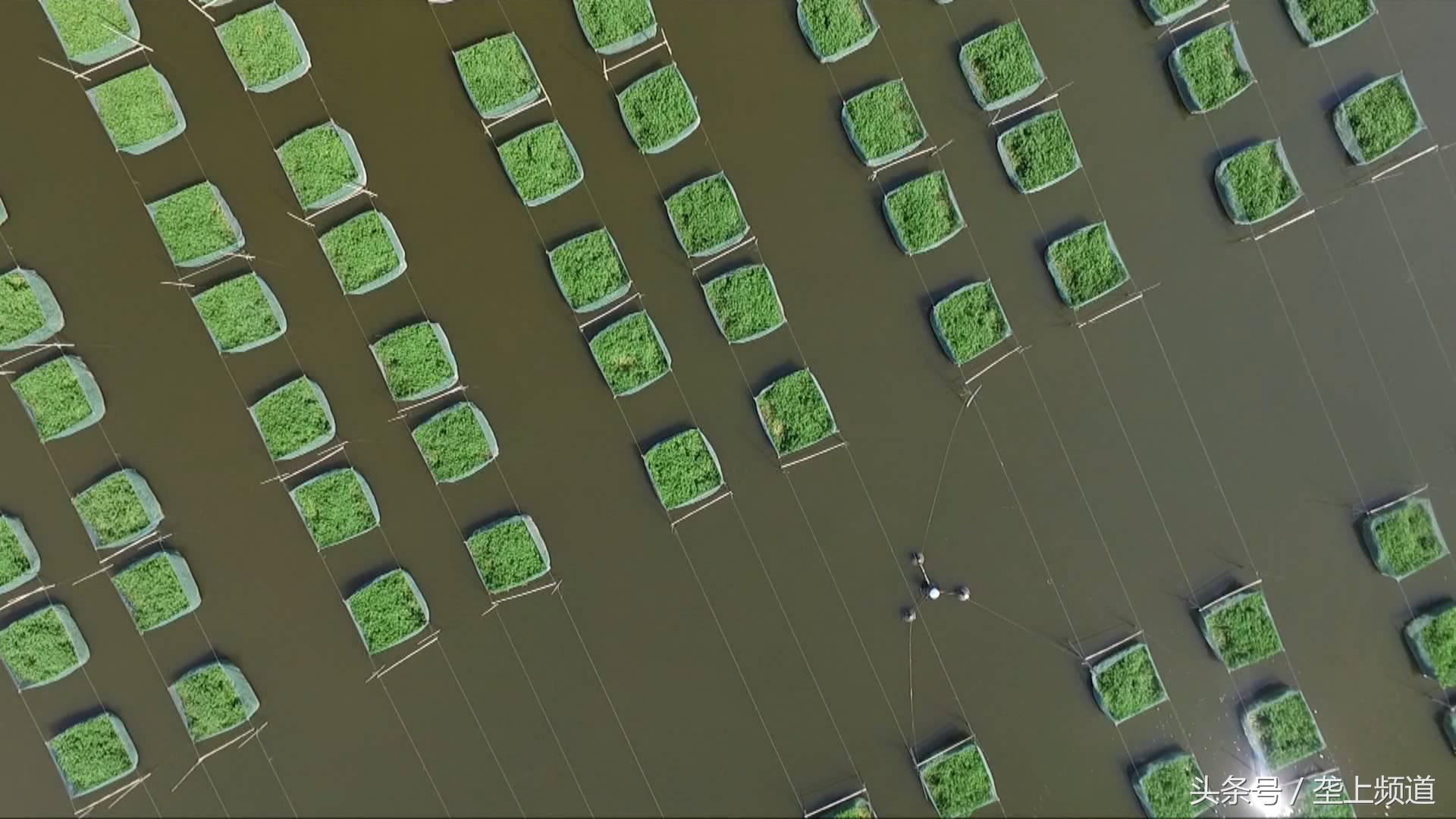 养一万条黄鳝可以赚多少钱,一个网箱黄鳝的收益