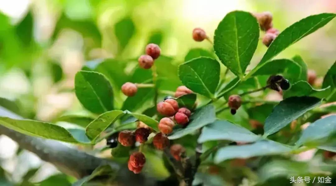 花椒的正确栽培方法,花椒栽培技术培训班