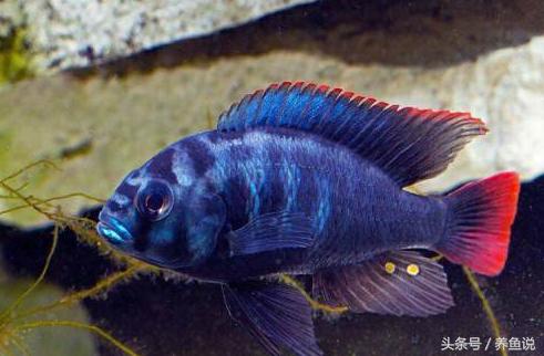 南方养什么观赏鱼不吃水草,南方适合养什么观赏鱼