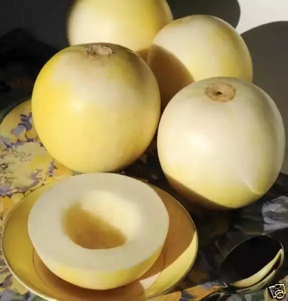 甜瓜｜伊丽莎白、金蜜、白兔、京玉、鲁厚甜1号、蜜兰、流星……