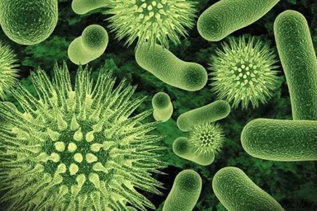 狗狗长虫子了吃什么药,狗狗长虫了用啥洗澡