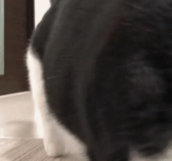 「喵百科」从胡须、耳朵、尾巴看透猫在想什么！