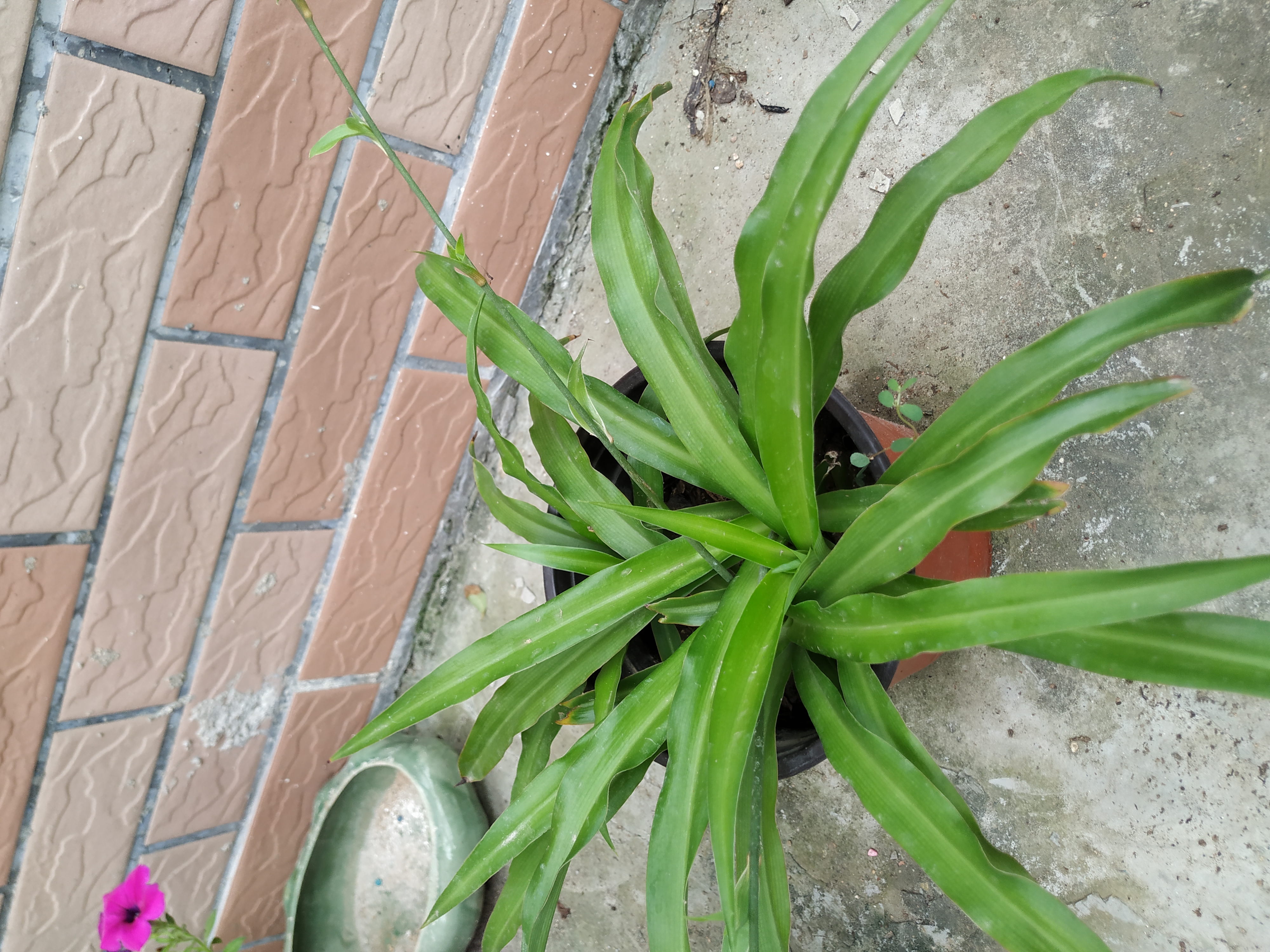 吊兰干尖焦枯怎么治疗,金边吊兰黄叶干尖怎么办