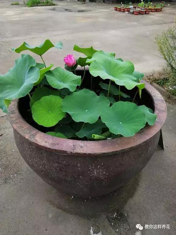 为了种花，老婆把老家的水缸偷来了，骗老妈说腌咸菜！