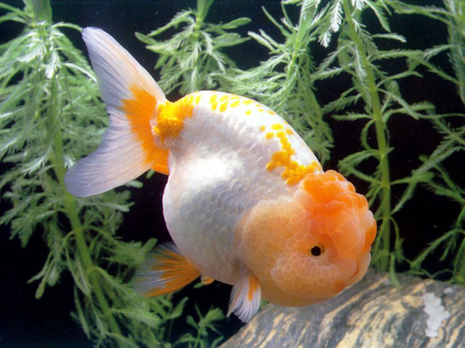 金鱼怎么养才不易生病,怎样饲养金鱼快速增体