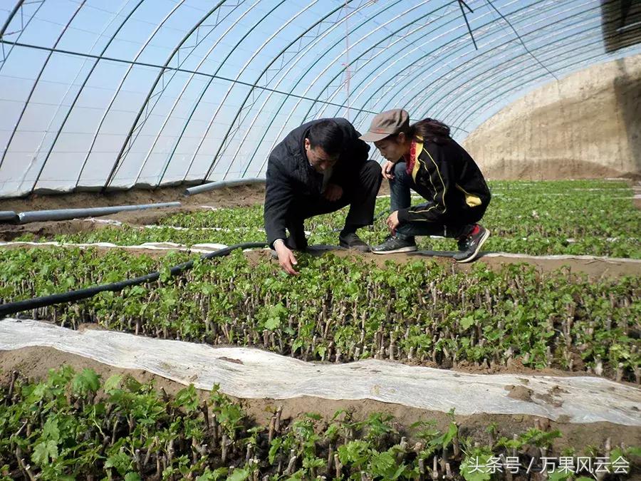 55元一斤的水果有哪些,5-6元一斤的水果有哪些