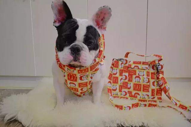 铲屎官给狗狗穿衣服,铲屎官给狗狗穿秋裤