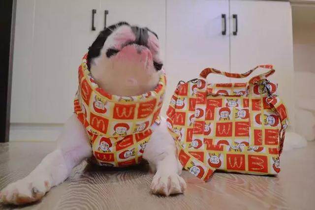 法牛绿色衣服,法牛抗寒衣服