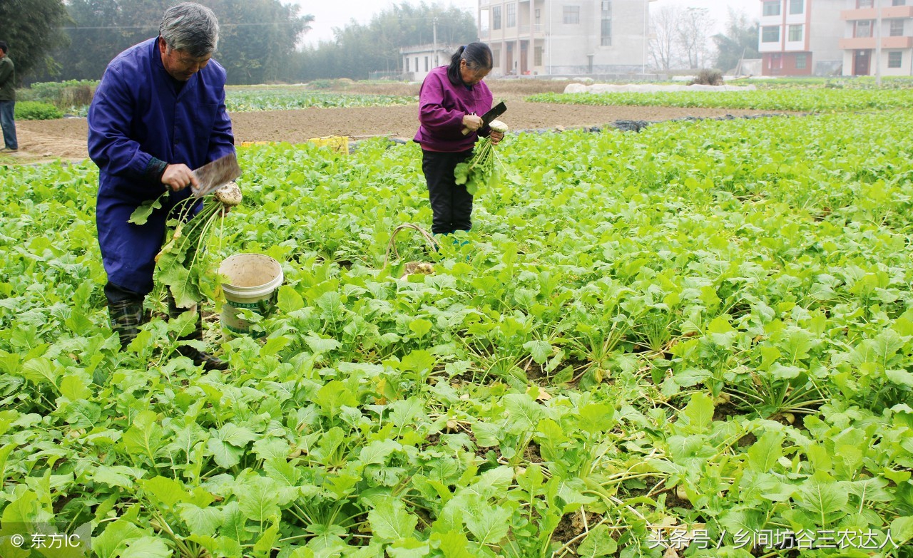 娃娃菜病怎么防治,娃娃菜软腐病