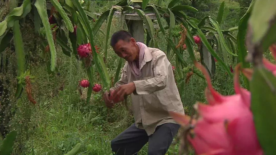 贵州关岭火龙果批发,火龙果深加工产品