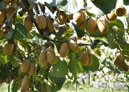 一起去看乡村风景,盐津柿子镇水平村