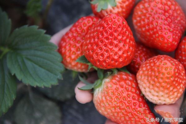 八月份怎样种植草莓,八月份草莓病虫害防治