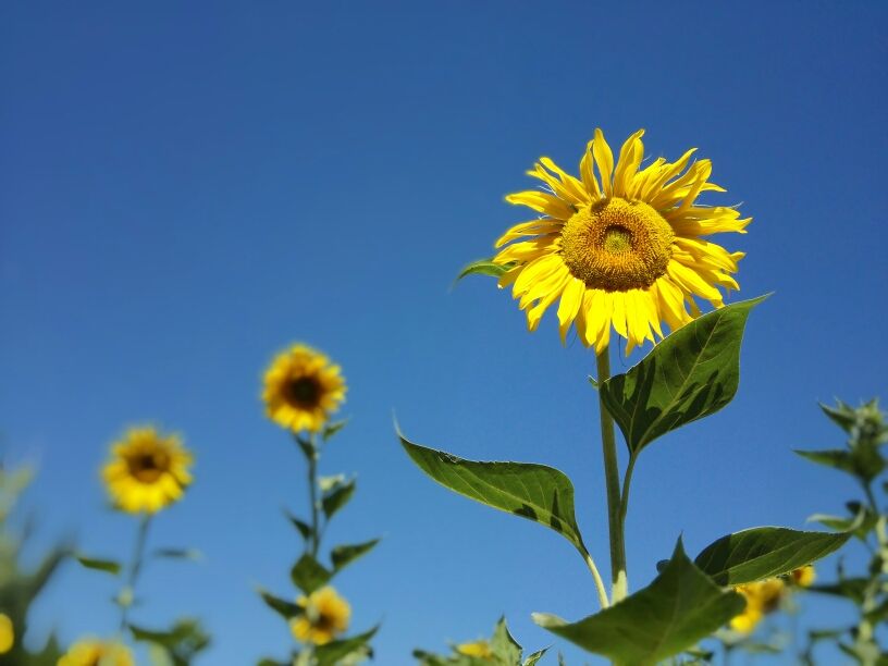 一个实验告诉你抑郁症如何被治愈,彻底治愈抑郁症的几个小秘诀