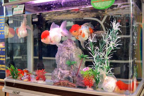 底砂过滤鱼缸粪便怎么清理,金苔鼠鱼能清理鱼缸粪便吗