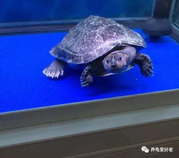 难养的龟,龟难养吗