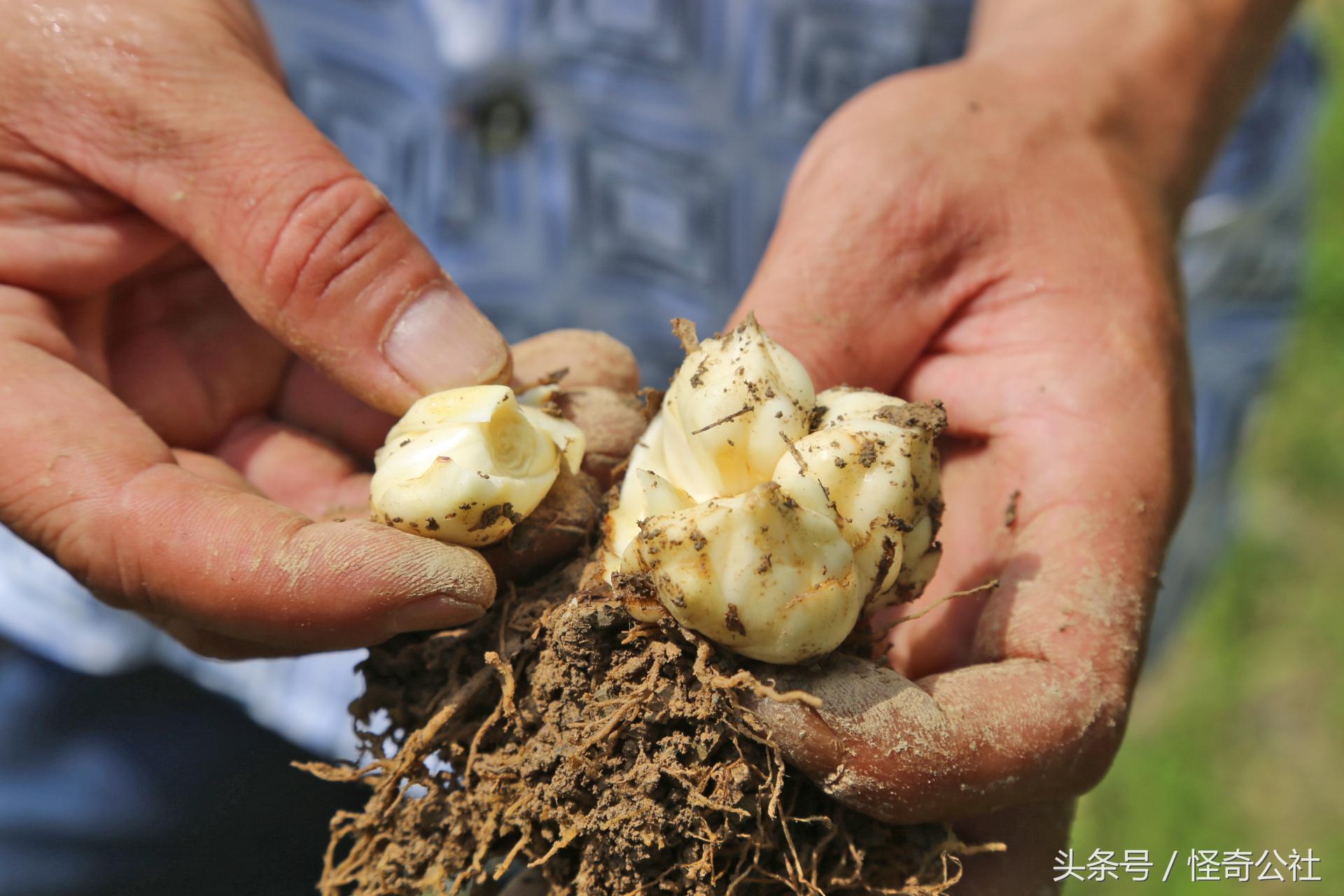 宜昌新鲜百合,宜昌百合新鲜