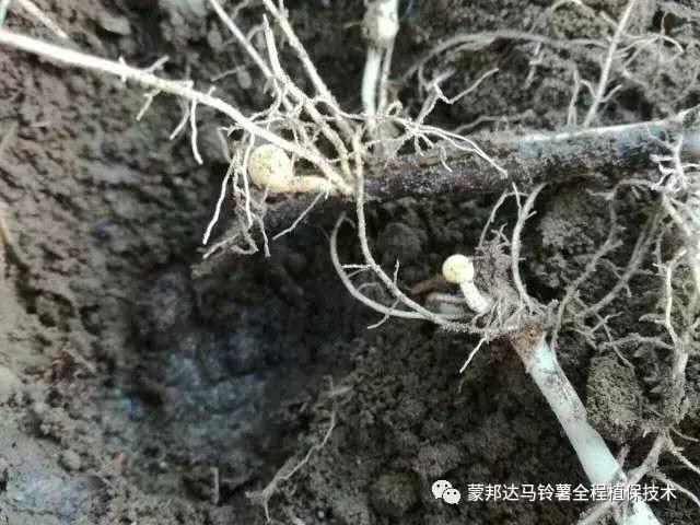 马铃薯苗期预防哪些病虫害,马铃薯生长期怎么防病