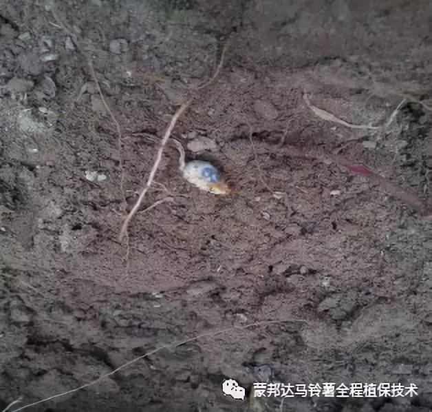 马铃薯苗期预防哪些病虫害,马铃薯生长期怎么防病