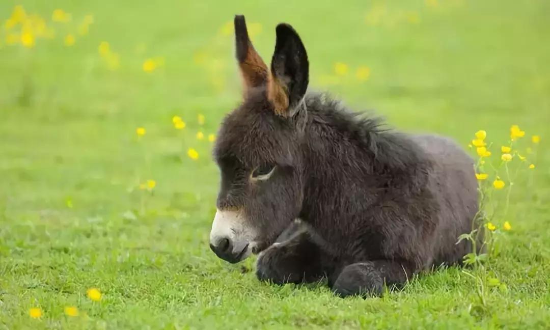 养驴业获政府支持，迎来发展新机会