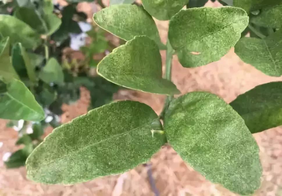 杀虫药锈壁虱,锈壁虱什么时间开始危害