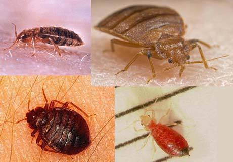 十种可怕吸血虫,世界上15种最可怕的吸血虫