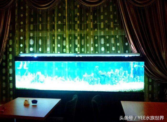 鹦鹉鱼缸水变红了怎么办,鱼缸一开灯鹦鹉鱼就沉底了