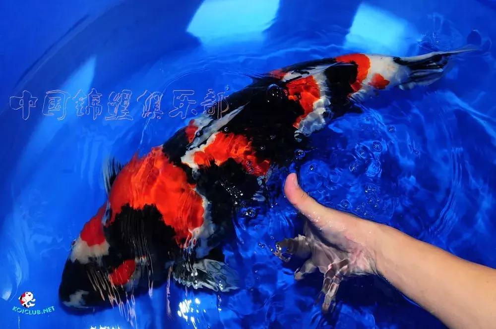 锦鲤知识分享锦鲤饲养经验,一位鱼友和锦鲤的春夏秋冬