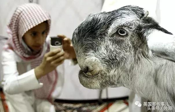 被沙特土豪炒到6万美刀一只的选美级羊咩咩……就长这个鬼样？！