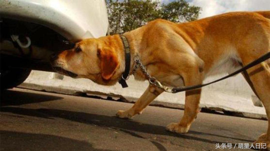 小轿车怎么预防狗尿,车防狗尿的最好方法