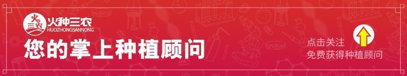 葡萄叶子烧边是什么病,葡萄叶子长白霜是怎么回事
