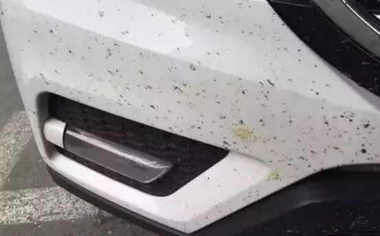 车头上的死虫用什么可以去除,车身上的飞虫尸体怎么清除