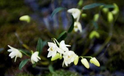 铁皮石斛花好养吗,铁皮石斛怎么养才长得好