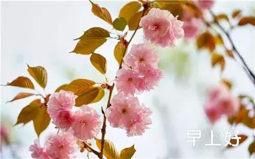 早上好配图鲜花表情图,鲜花祝福表情包早上好